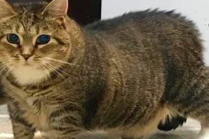 No one wanted this blind obese cat. So I adopted her.