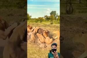 OMG 5 lion attack buffalo #shorts #wildlife #animals #shortsfeed