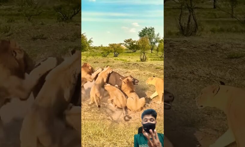 OMG 5 lion attack buffalo #shorts #wildlife #animals #shortsfeed