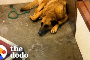 Old Dog Got Returned To Shelter 3 Times...💙 | The Dodo