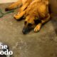 Old Dog Got Returned To Shelter 3 Times...💙 | The Dodo