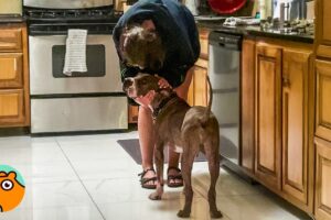 Older Dog Only Wants Cuddles Because He Never Felt Loved | Cuddle Buddies