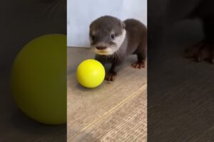 Otter in dirty mud water was luckily rescued #otter #rescueotter #short