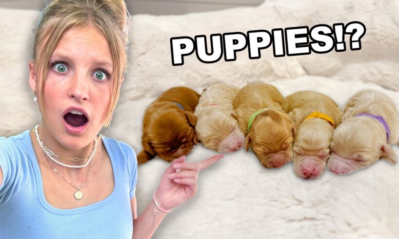 Our dog is having PUPPIES! *EMOTIONAL*