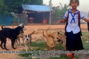 Pet home animal - Animal Rescues - Dog in Village  -Dog Videos