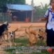 Pet home animal - Animal Rescues - Dog in Village  -Dog Videos