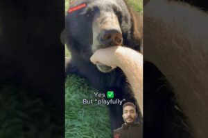 Play with bear #shorts #wildlifefight #animals