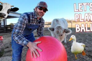 Playing Ball With Farm Animals! (Fun)