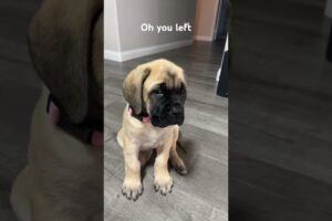 Please stay I have a question #dog #amazing #viral #cute #puppies #shorts ￼