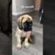 Please stay I have a question #dog #amazing #viral #cute #puppies #shorts ￼