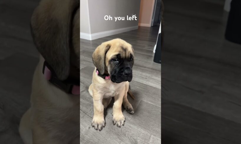 Please stay I have a question #dog #amazing #viral #cute #puppies #shorts ￼