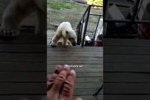 Polar Bear Begs For Help! - HAPPY ENDING