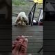 Polar Bear Begs For Help! - HAPPY ENDING