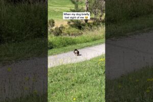 Pomeranian Freaks Out When She Loses Owner 🥺 #shorts #dog