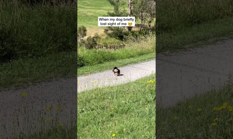 Pomeranian Freaks Out When She Loses Owner 🥺 #shorts #dog