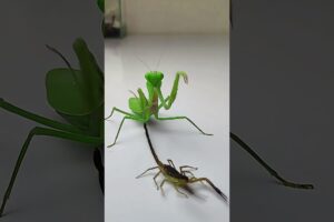 Praying Mantis vs Scorpion #insects  #mantis #scorpion #animals