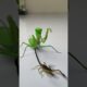 Praying Mantis vs Scorpion #insects  #mantis #scorpion #animals