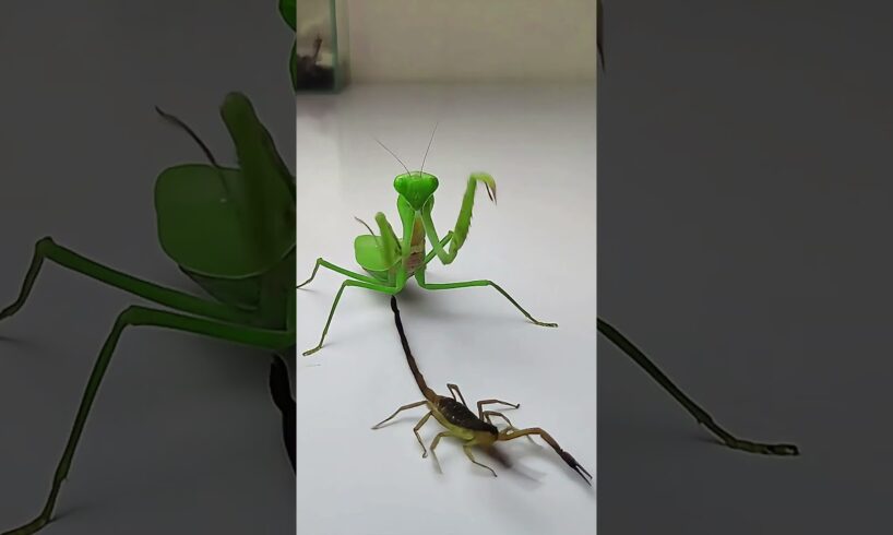 Praying Mantis vs Scorpion #insects  #mantis #scorpion #animals