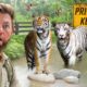 Private Tour of an Indian Billionaire’s Secret Wildlife Rescue Center