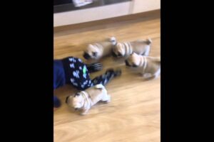 Pug chase!