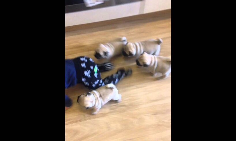 Pug chase!