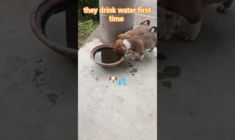 Puppies Taste Water 💦 First Time#Puppy#Puppies#Shorts#ytshorts#cute#cuteanimals#dog#doglover