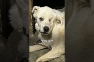 Puppy Leaves Shelter After 432 Days | The Dodo