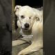 Puppy Leaves Shelter After 432 Days | The Dodo