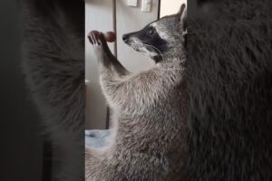 Raccoon stuck in cupboard was lucky to be saved #rescueraccoon #raccoon #shorts