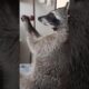 Raccoon stuck in cupboard was lucky to be saved #rescueraccoon #raccoon #shorts