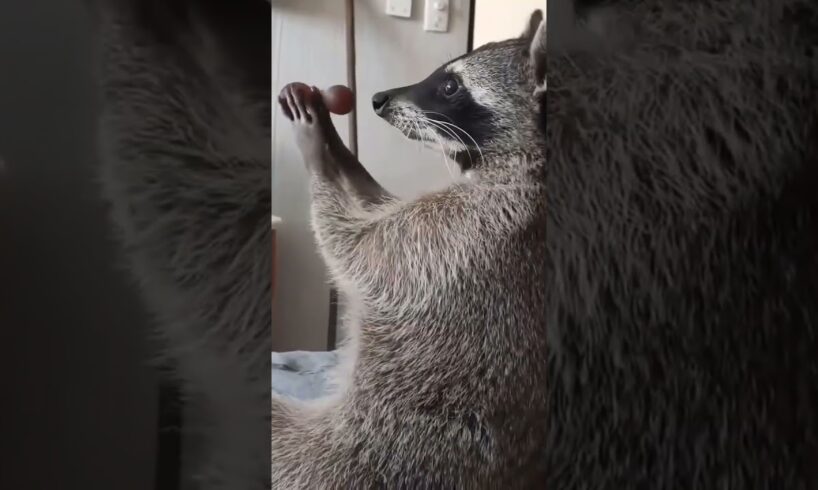 Raccoon stuck in cupboard was lucky to be saved #rescueraccoon #raccoon #shorts