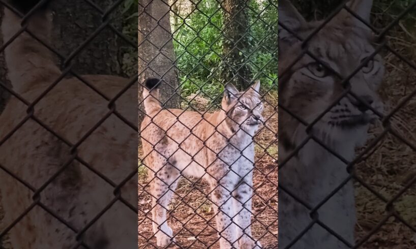 🤍 Rare footage of the beautiful elusive Lynx playing 🤍  #shorts #animals #wildcats #animallover