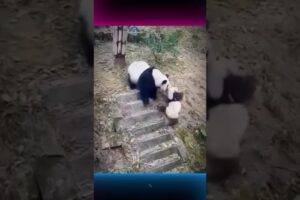 Rejected but Rescued The Lonely Journey of a Panda Cub #animals #panda #respect #animalrescue #short