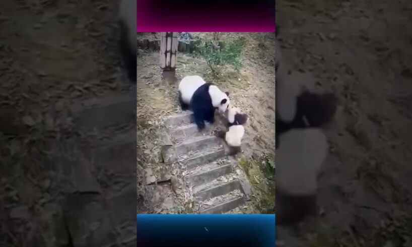 Rejected but Rescued The Lonely Journey of a Panda Cub #animals #panda #respect #animalrescue #short