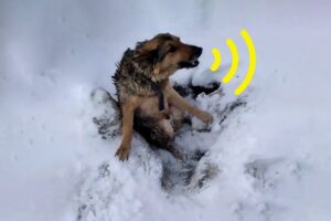 Rescue Dog Buried In Snow, He Panicked, Tried to Escape But Was Completely Helpless