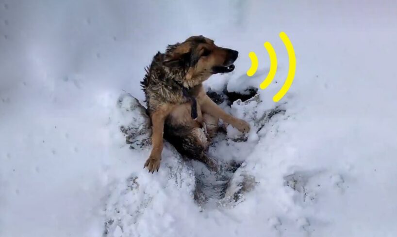 Rescue Dog Buried In Snow, He Panicked, Tried to Escape But Was Completely Helpless