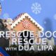 Rescue Dog Rescue with Dua Lipa - Holiday Edition