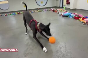 Rescue Dogs Pick Their Own Christmas Presents For 'Santa Paws Day'