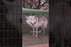 Rescue Wolf Kept Crying For His Mate...❤️ | The Dodo