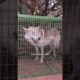 Rescue Wolf Kept Crying For His Mate...❤️ | The Dodo