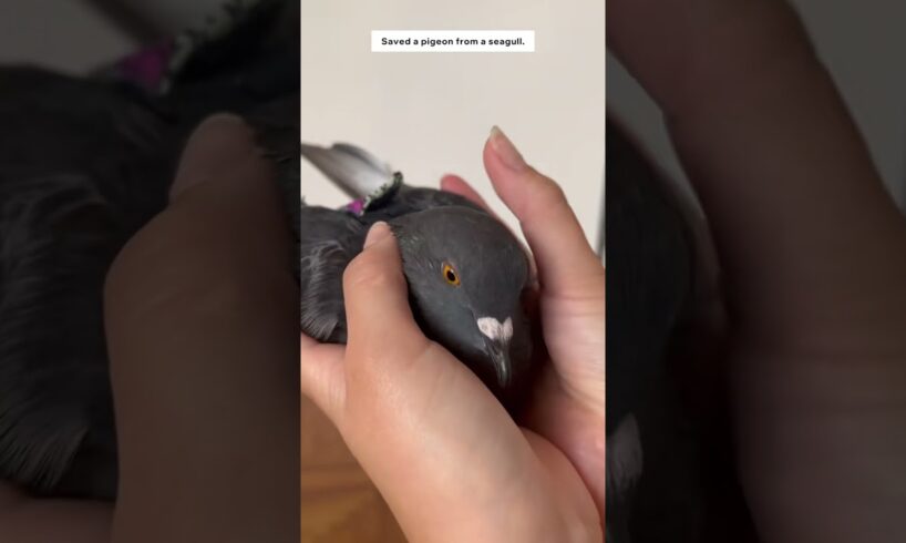 Rescue a pigeon and adopt it #animalshorts #shortvideo #animals #rescued