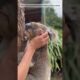 Rescue a poor kaola #kaola #bear #shorts #shortsvideo #animals #rescue #rescueanimals #pets #cute