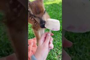 Rescue baby deer who lost their mother #deer #rescuedeer #short