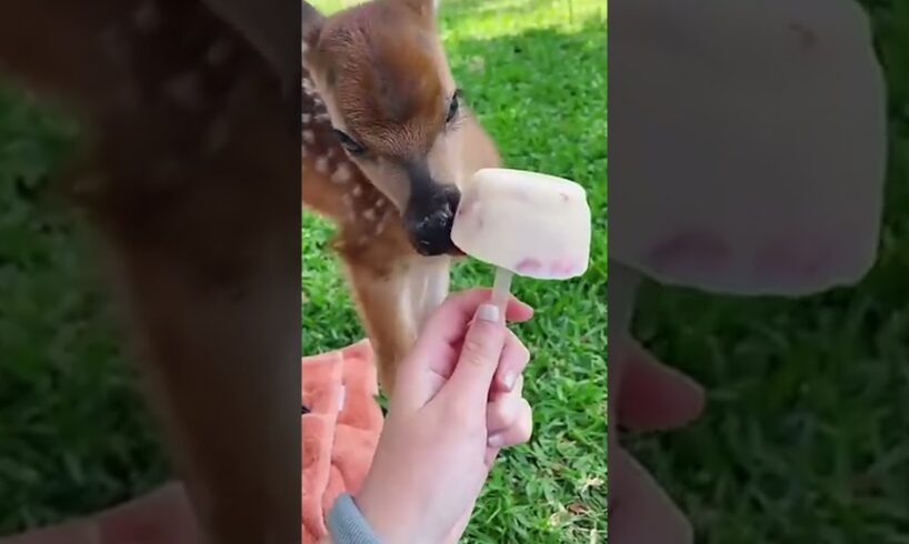 Rescue baby deer who lost their mother #deer #rescuedeer #short