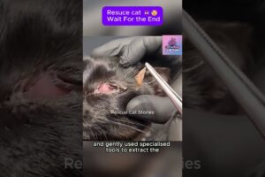 Rescue cat 😥 Wait For the end #CatRescue #RescueCat #kitten #pets #cat #rescue