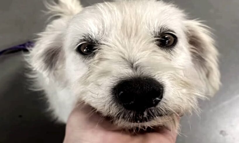 Rescue dog reveals big surprise at vet