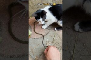 Rescue mission: Snake saved from hungry cat 🥺