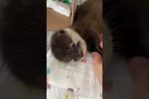 Rescue otter from dog #otter #rescueotter #short