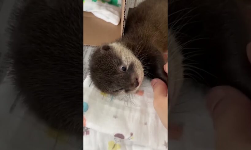 Rescue otter from dog #otter #rescueotter #short