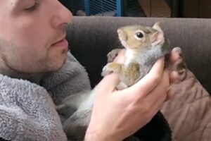 Rescue squirrel loves belly rubs from dad